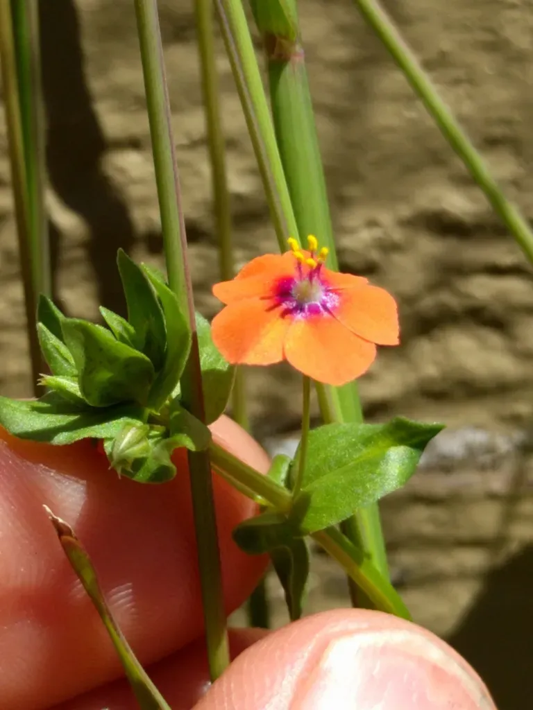Scarlet Pimpernel