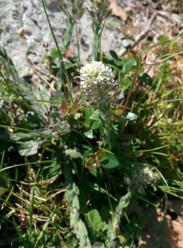 Mediterranean Pepperweed