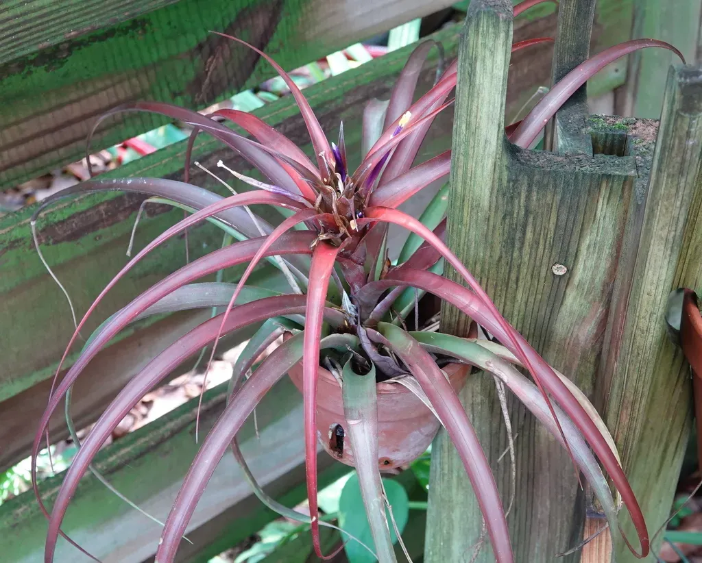 Tillandsia Capitata
