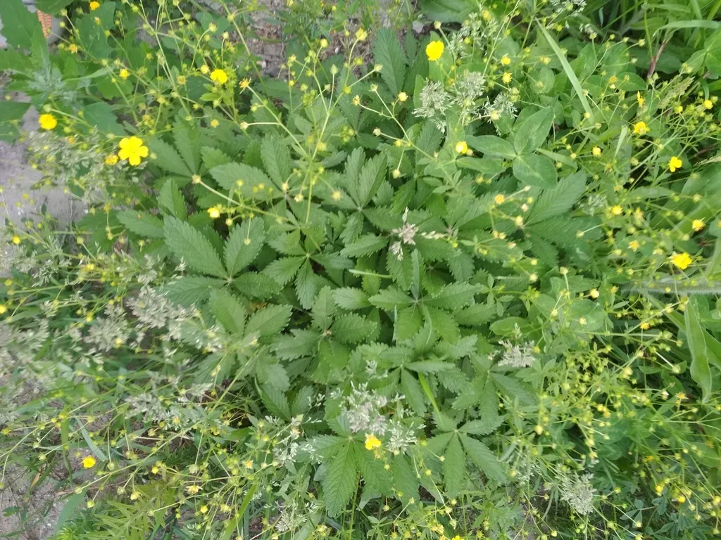 Potentilla Chrysantha