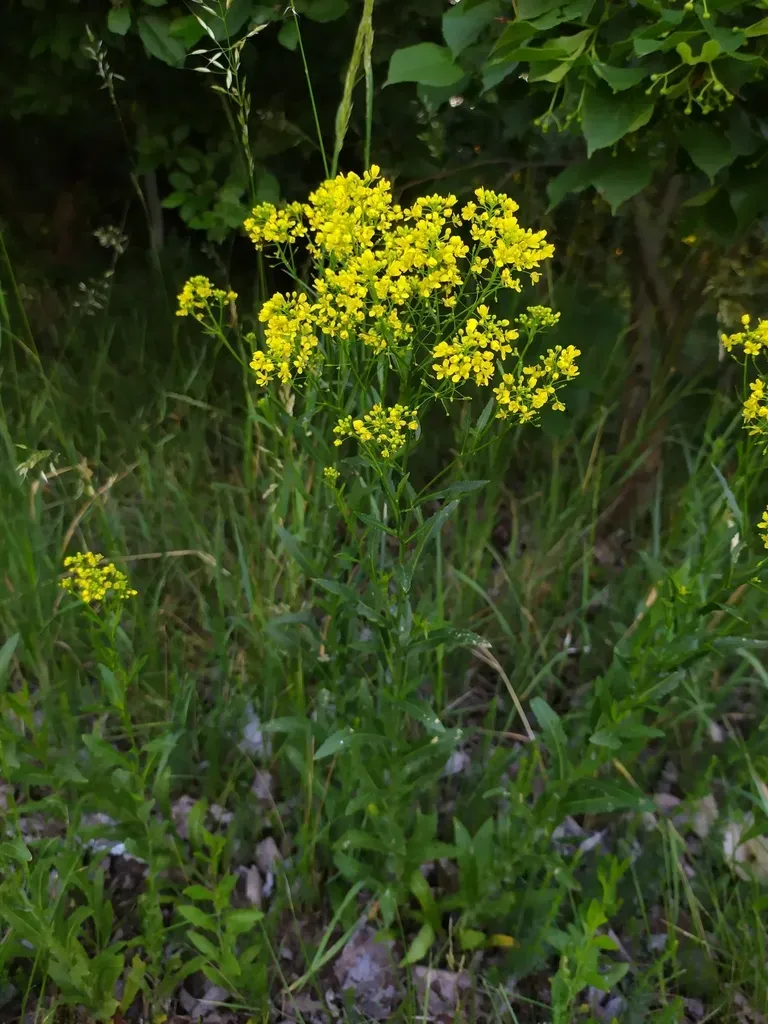 Austrian Yellow-cress