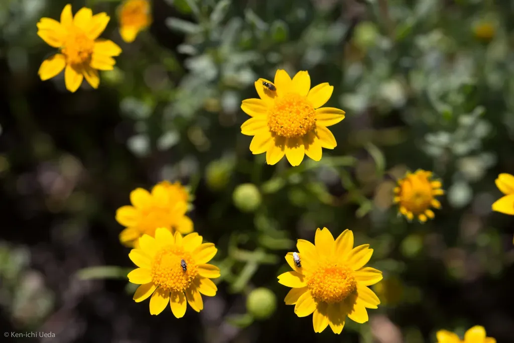 Contra Costa Goldfields