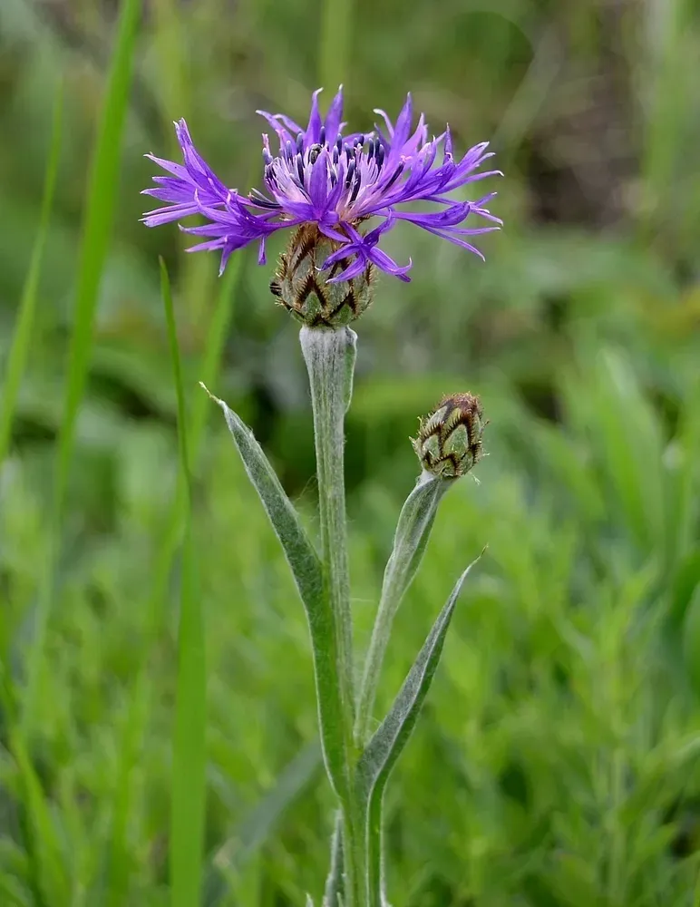 Centaurea Tanaitica