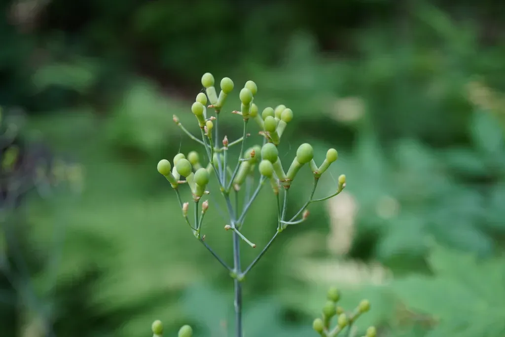 Asian Blue Cohosh