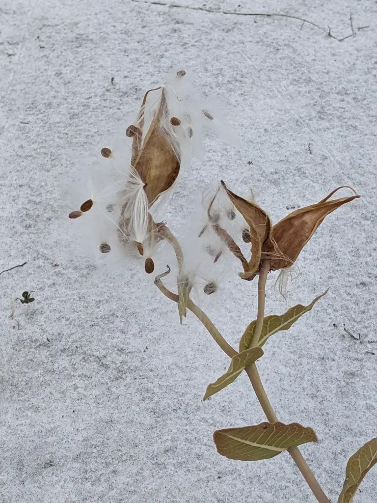 Pinewoods Milkweed