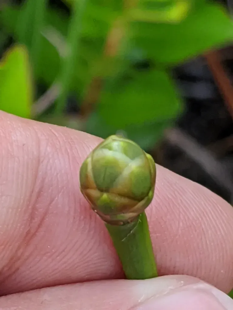 Coastalplain Yelloweyed Grass