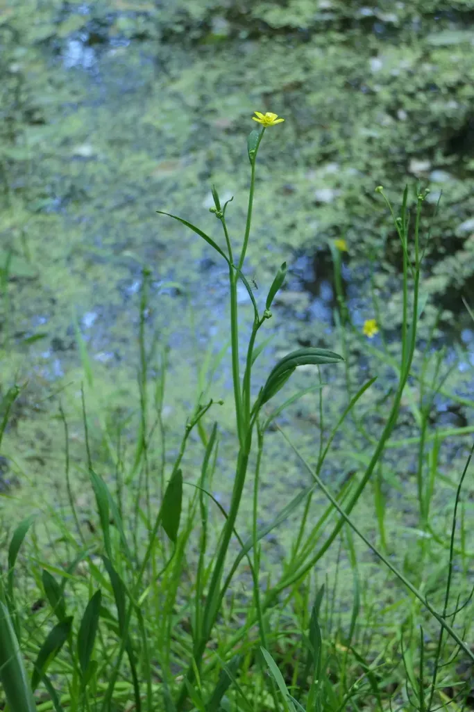 Greater Spearwort