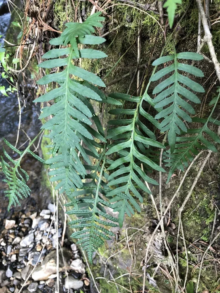Pleopeltis Pycnocarpa