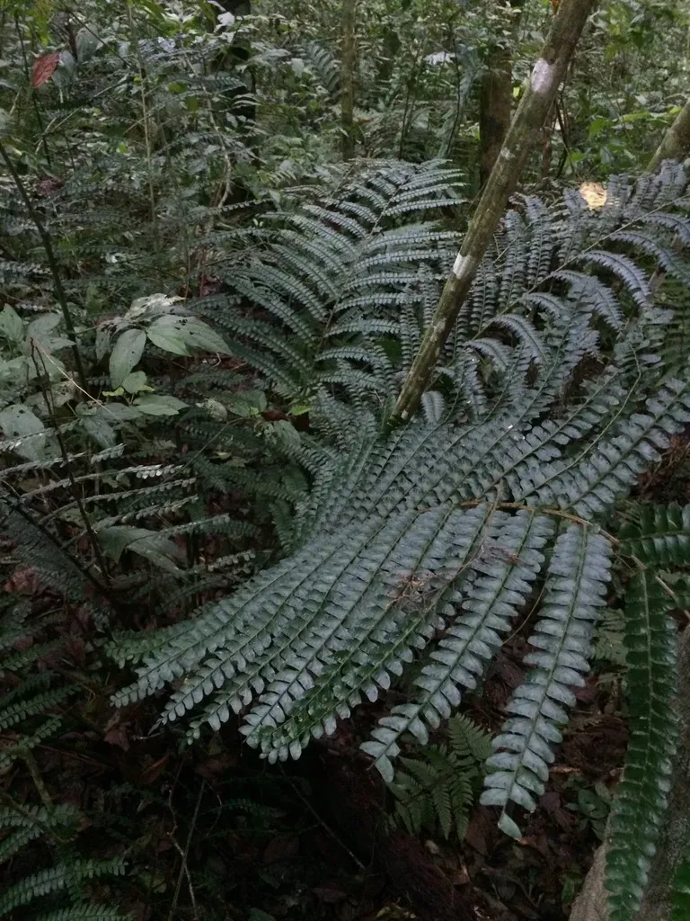 Didymochlaena Pulcherrima