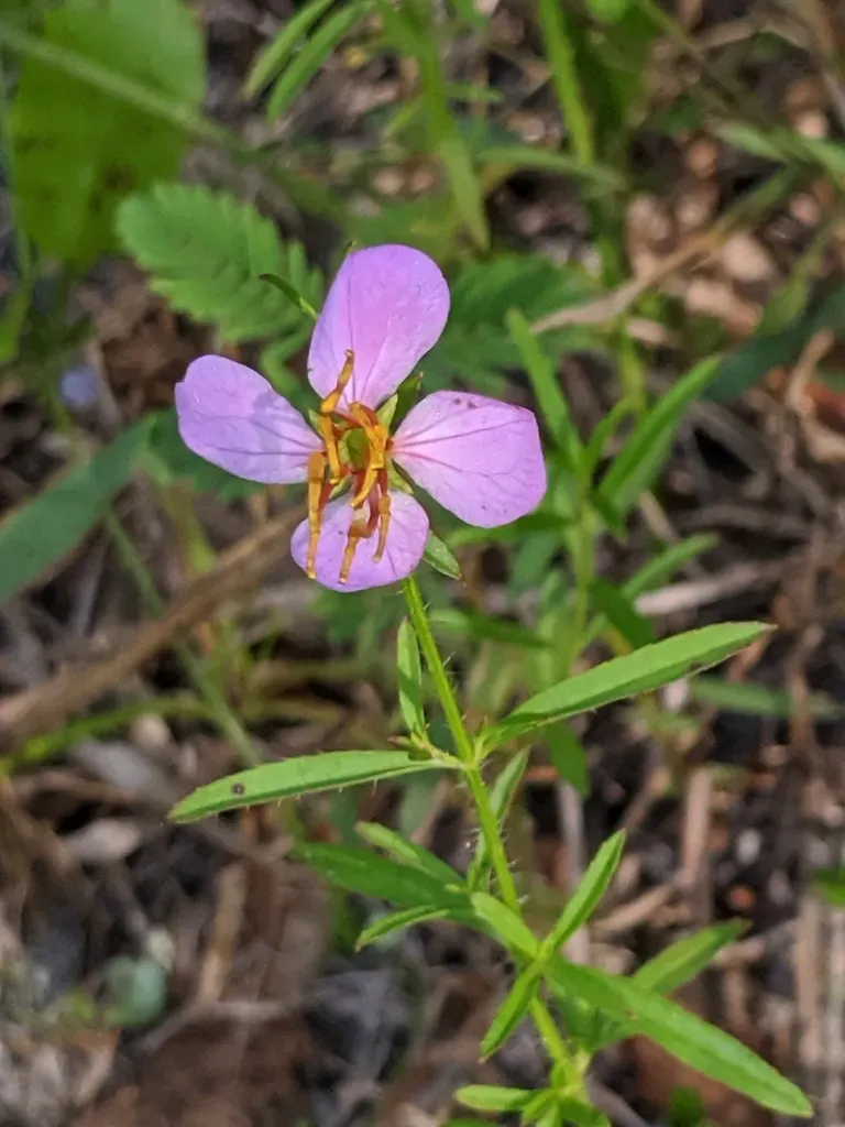 Maryland Meadowbeauty