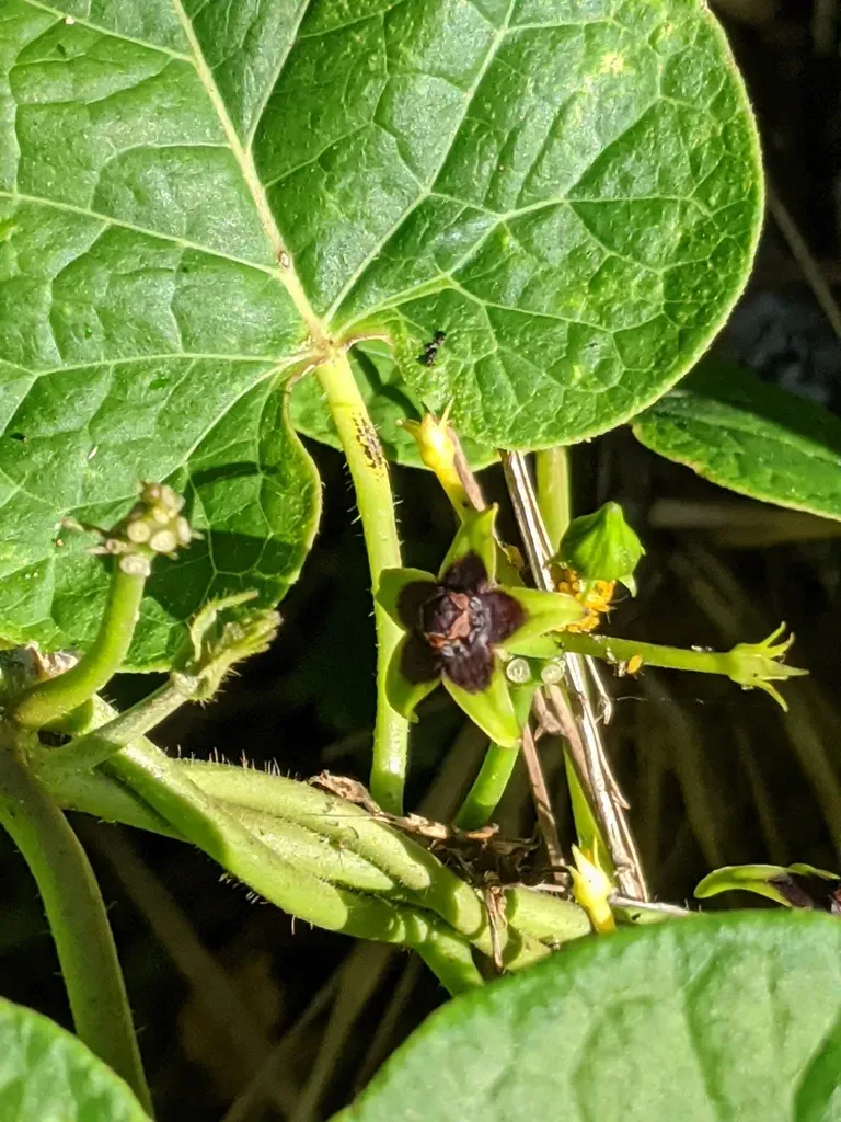Angularfruit Milkvine