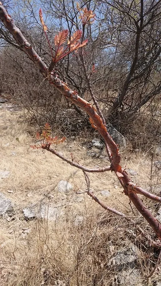 Pseudosmodingium Andrieuxii