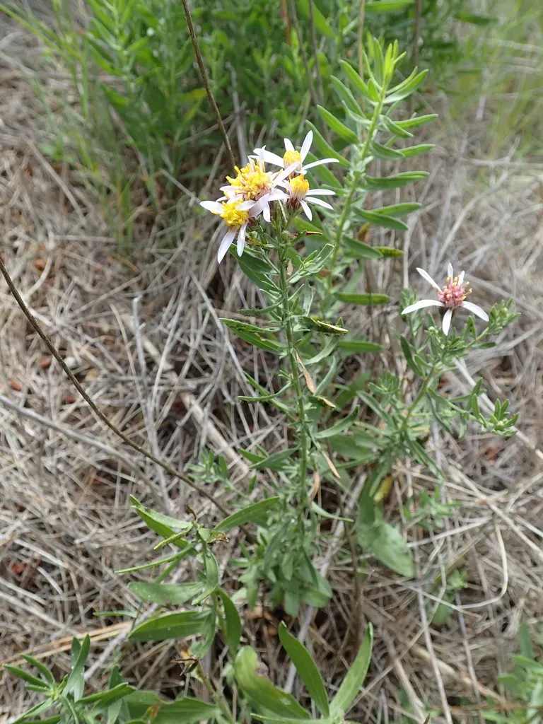 Sedum-leaved Galatella