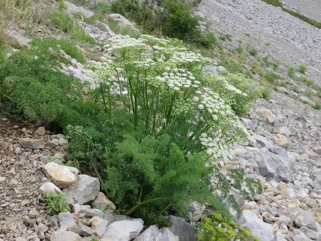Ligusticum Lucidum