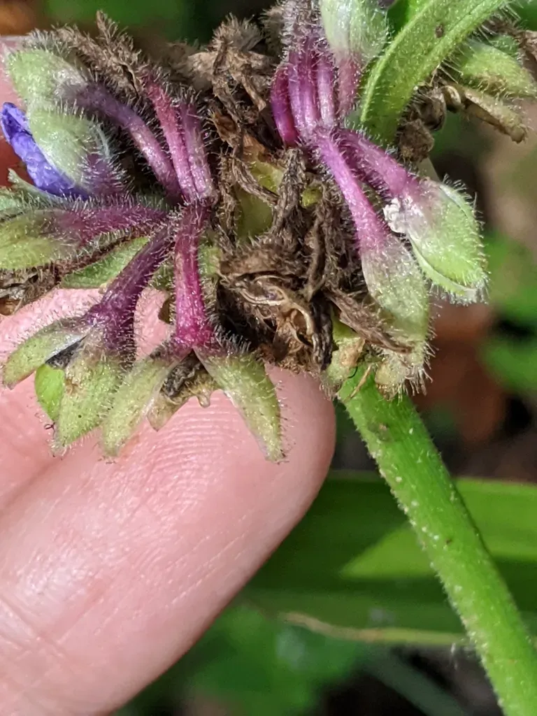 Hairyflower Spiderwort