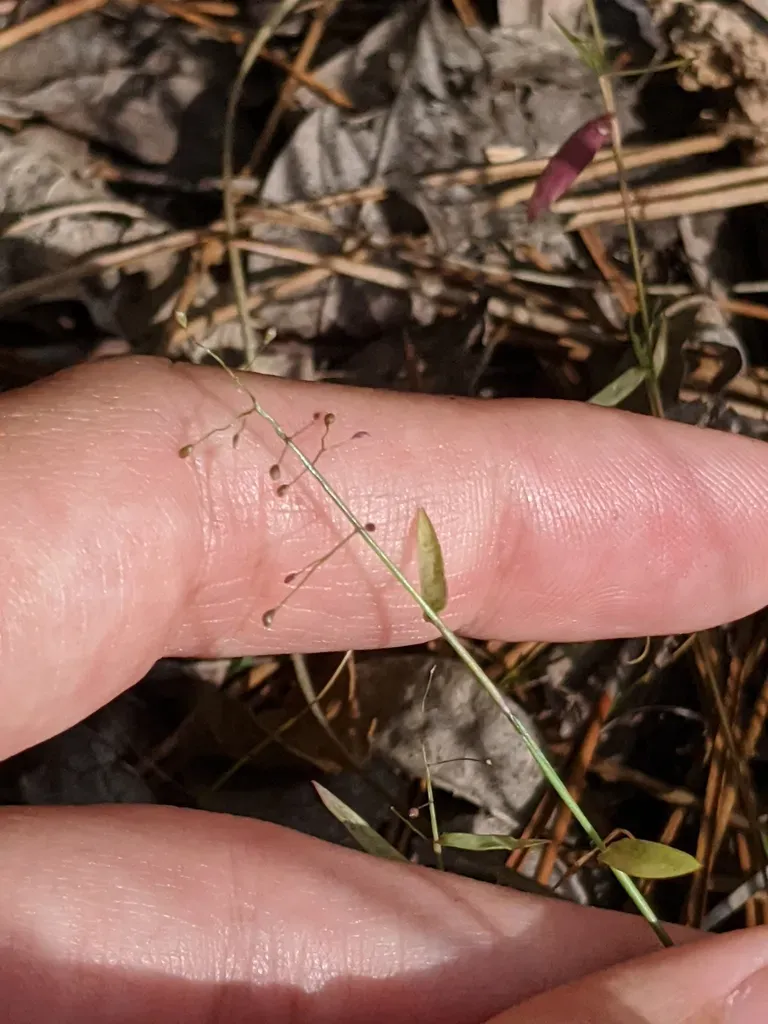 Small-leaved Witchgrass
