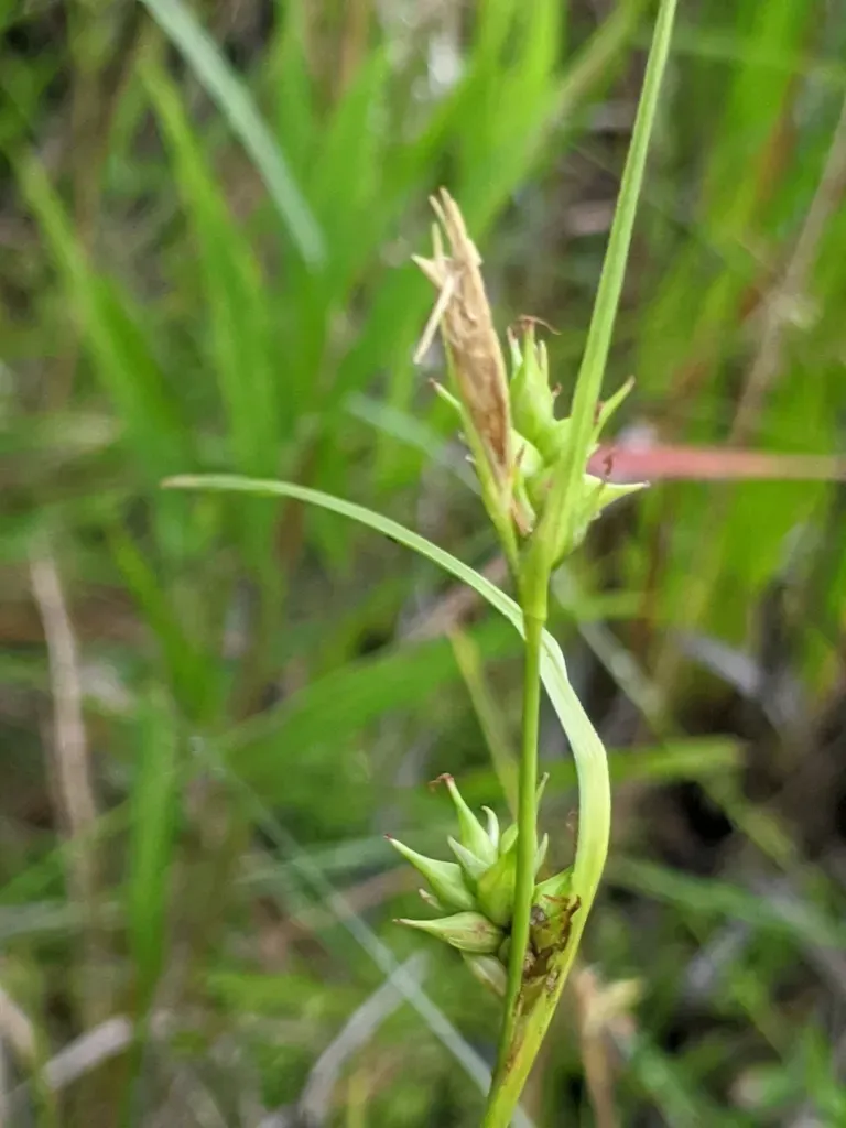 Pine Barren Sedge