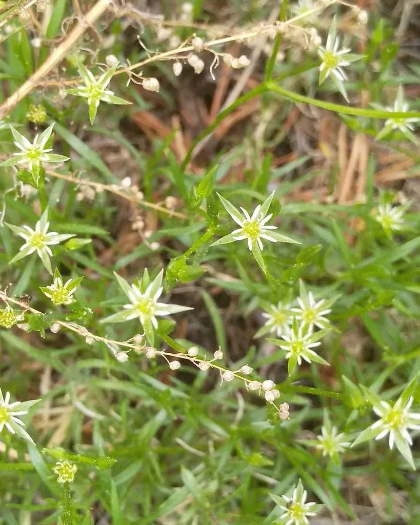 Adenonema Cherleriae