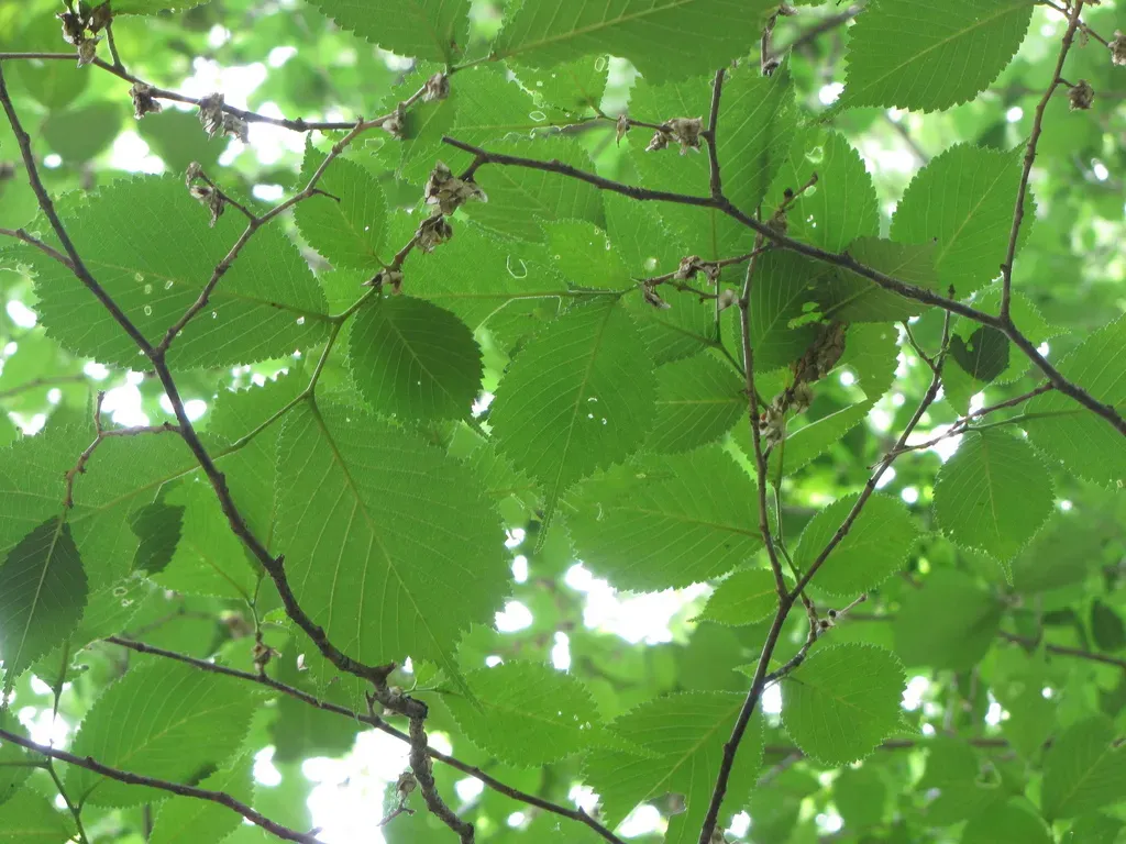Ulmus Laciniata