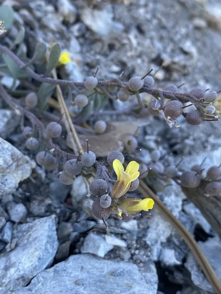 Hitchcock Bladderpod