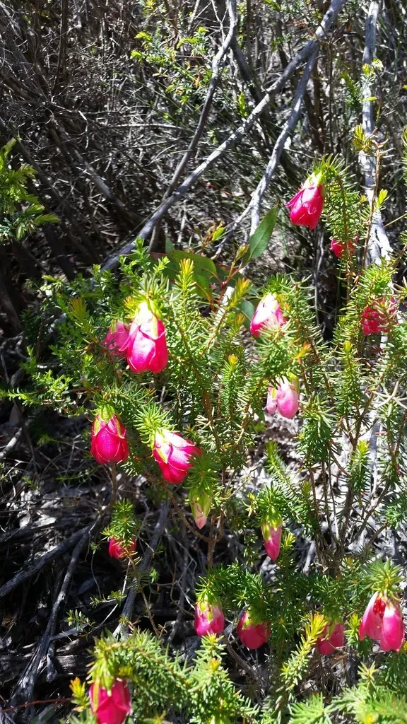 Darwinia Leiostyla