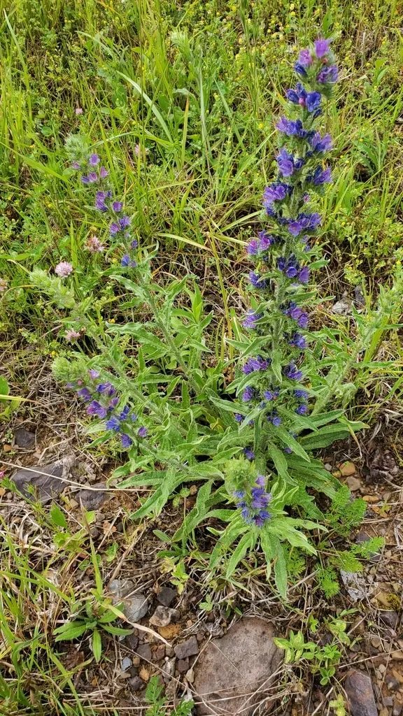 Viper's Bugloss