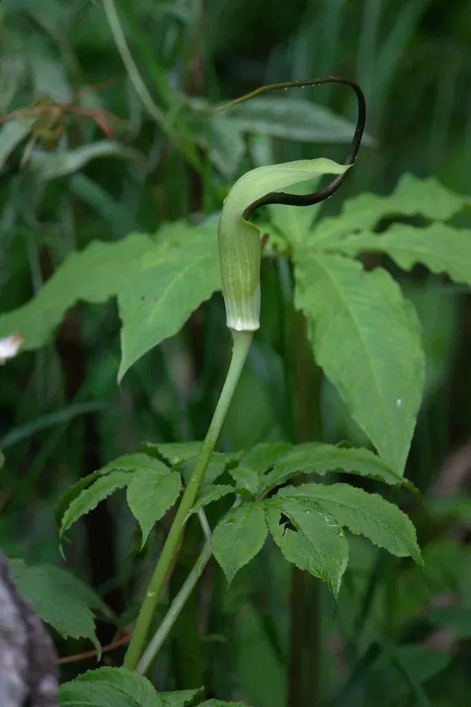 Whipcord Jack-in-the-pulpit