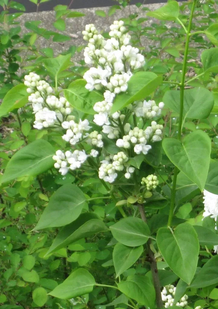 Common Lilac