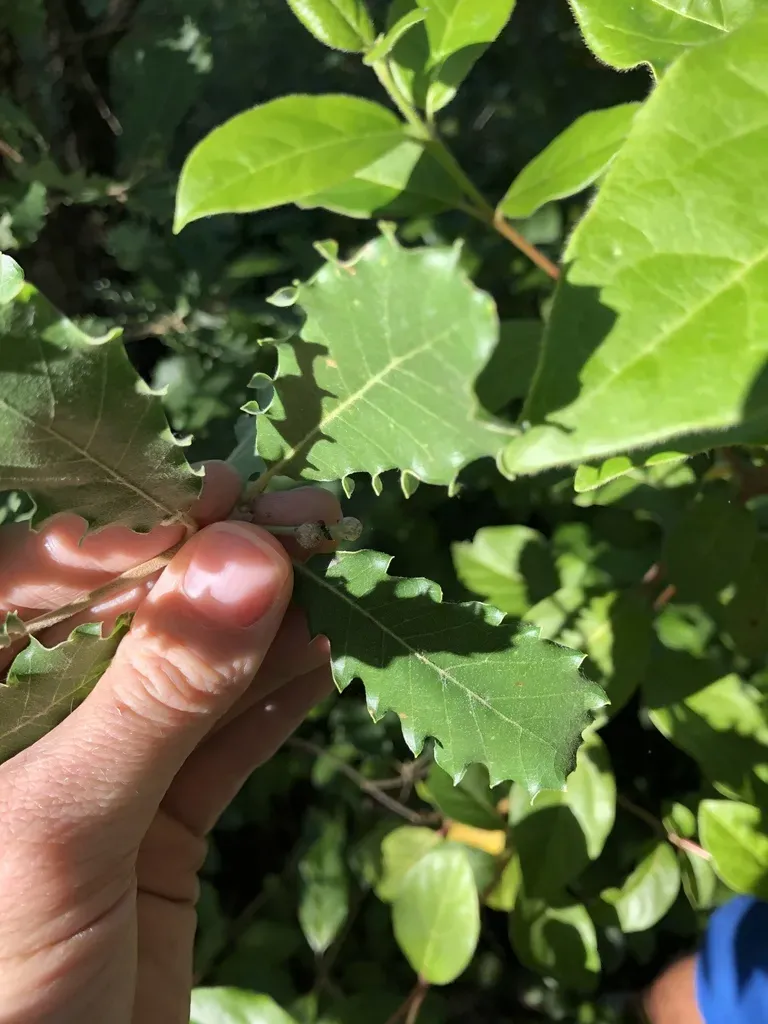 Quercus × Cerrioides