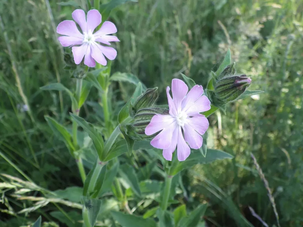 Hybrid Campion
