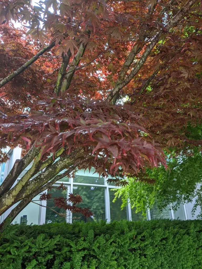 Japanese Maple