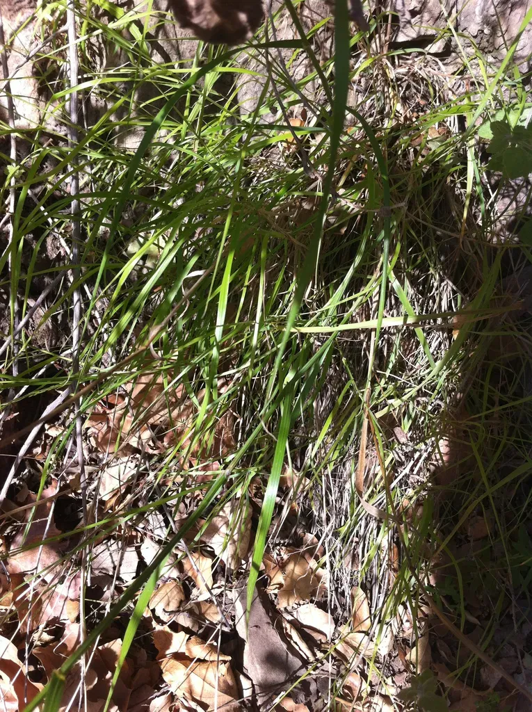 Indigofera Humifusoides Ms