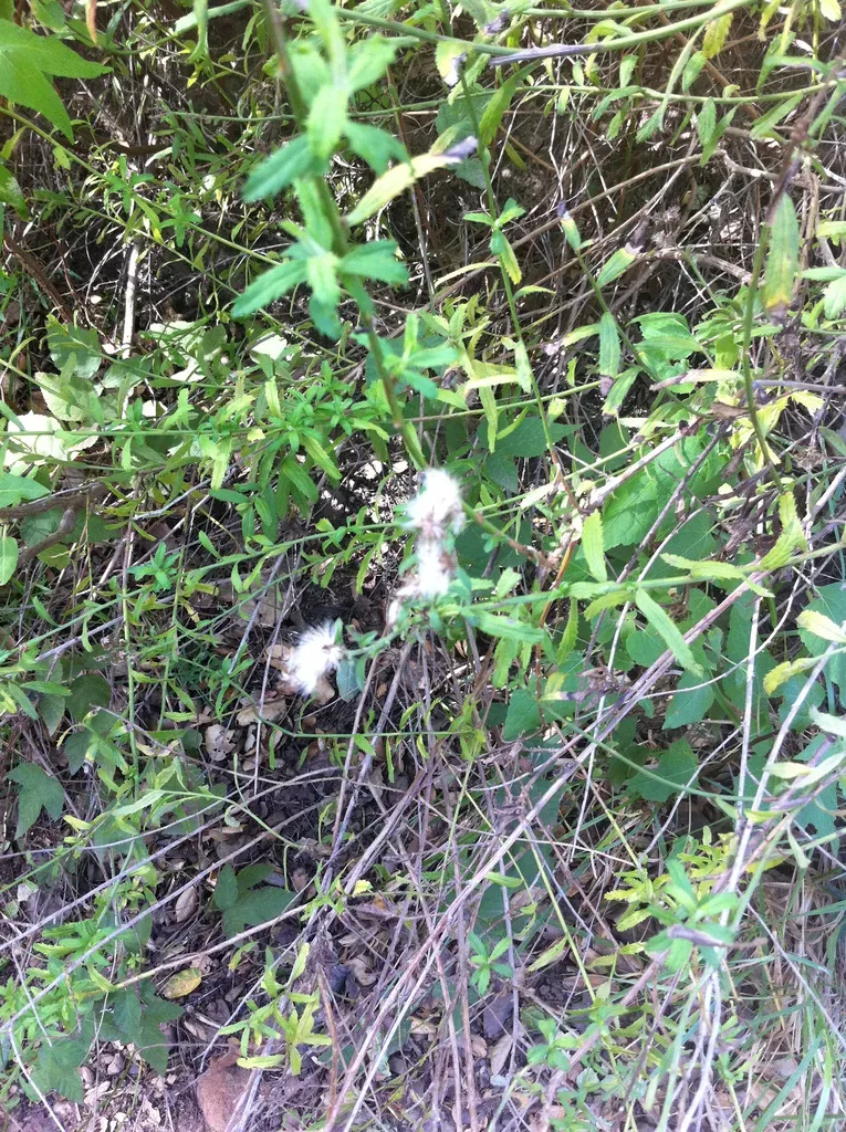 Large-flowered Daffodil