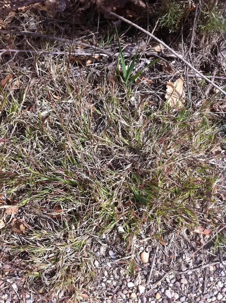 Callianthemum Anemonoides