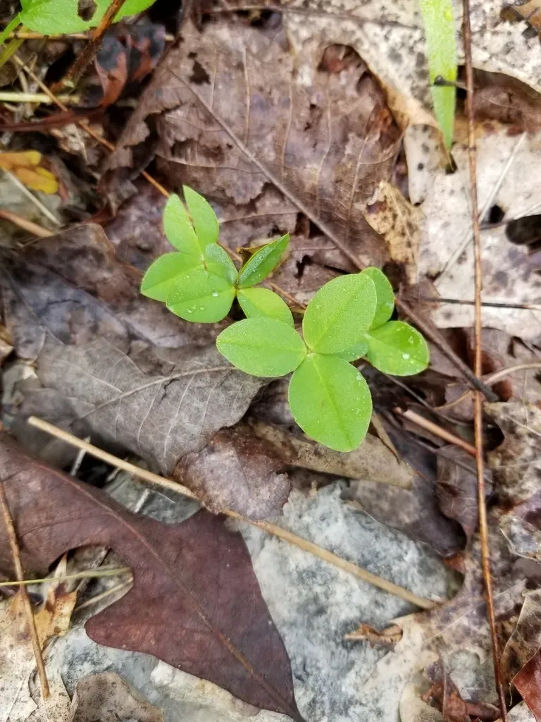 Running Glade Clover