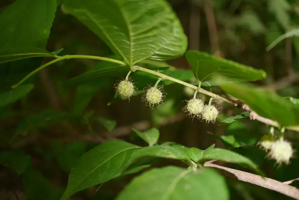 Dwarf Paper Mulberry