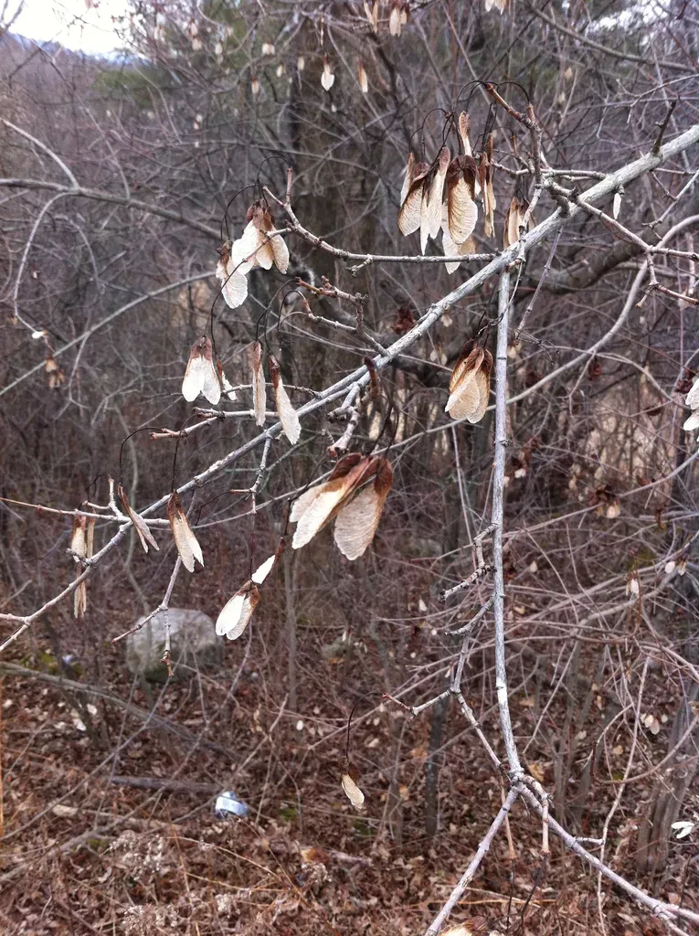 San Clemente Island Woodland Star