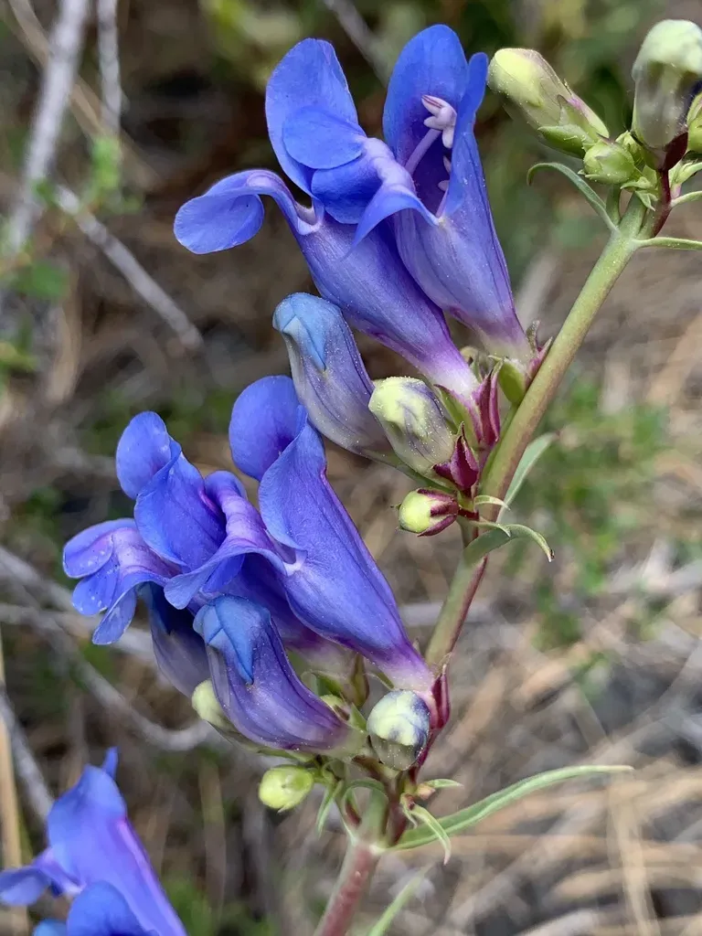 Royal Penstemon