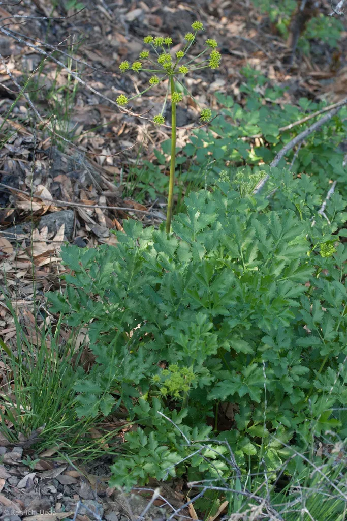 Hartweg's Umbrellawort