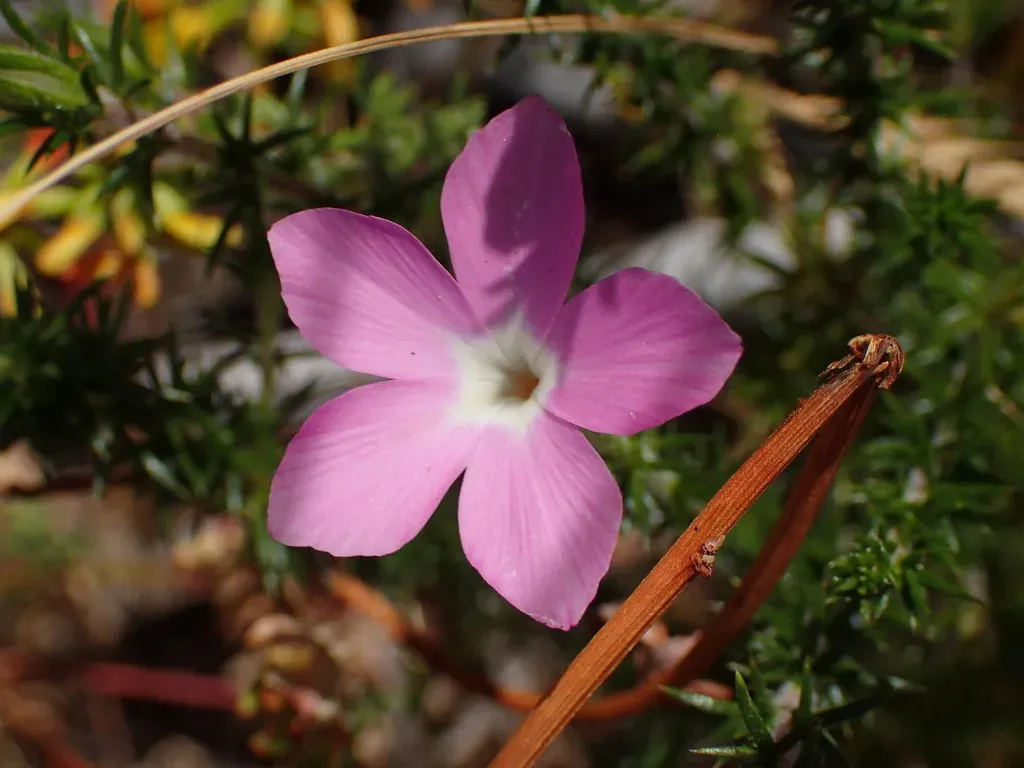 California Prickly Phlox