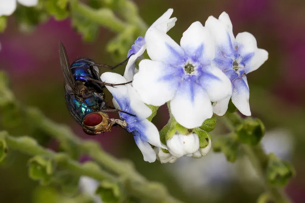 Common Hill Borage