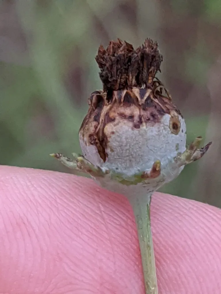 East Texas Greenthread