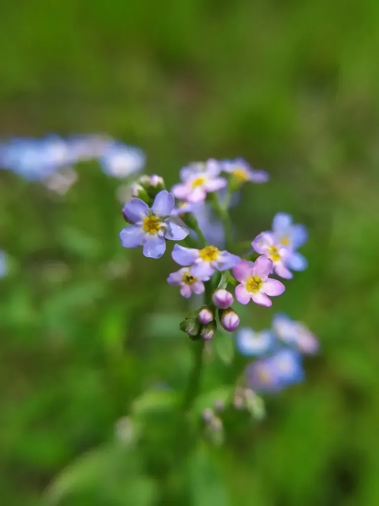 Myosotis Nemorosa