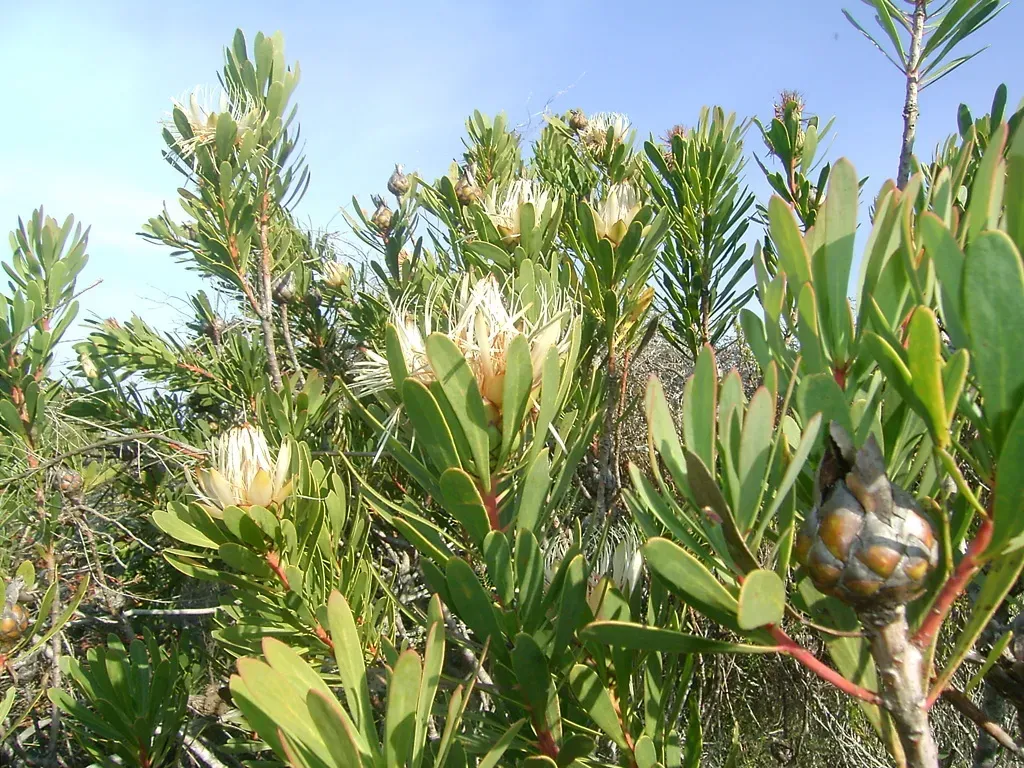 Lance-leaved Sugarbush