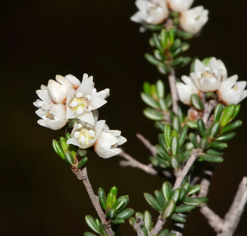 Cryptandra Myriantha