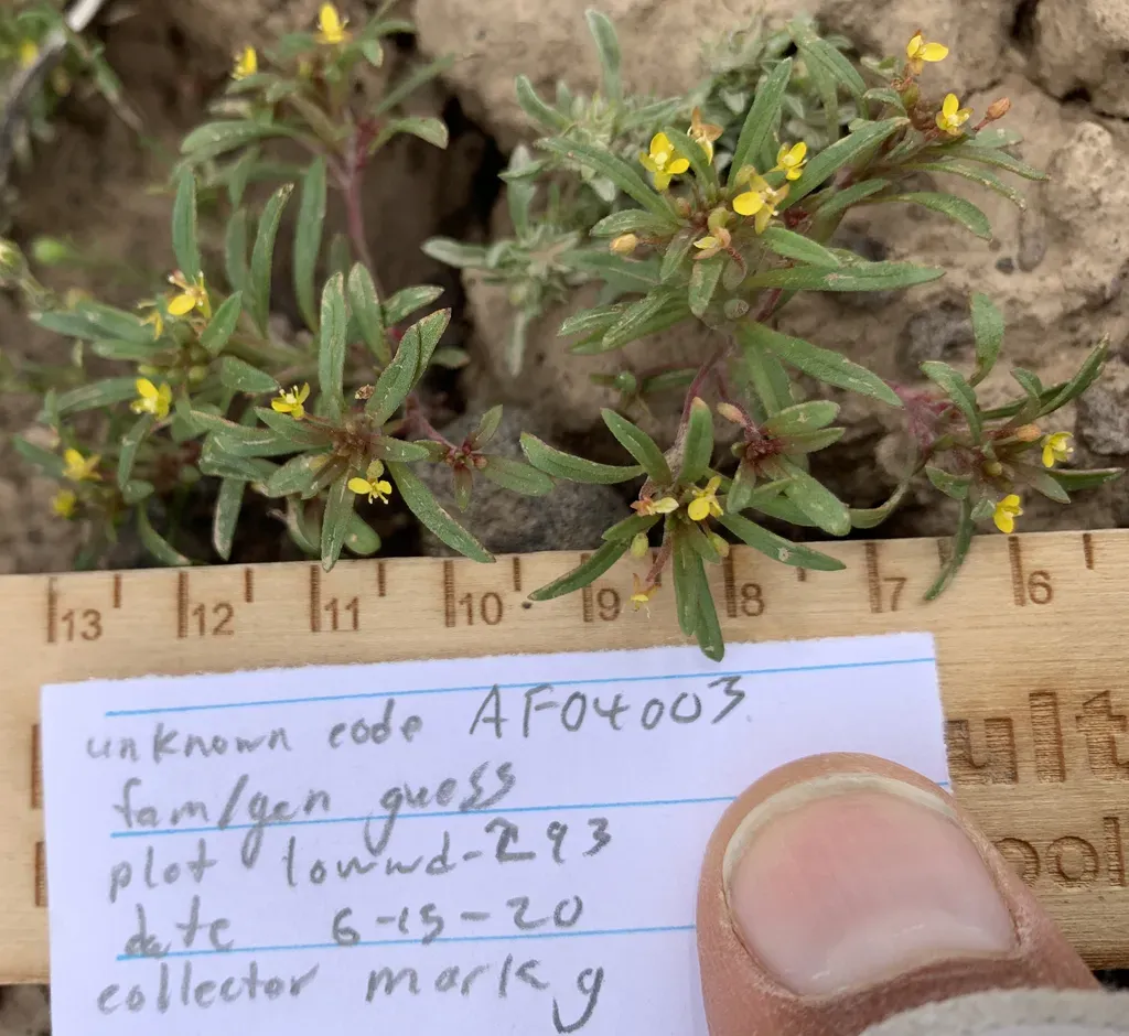 Blackfoot River Suncup