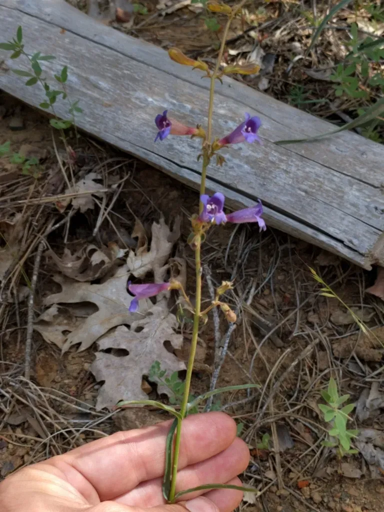 Roezl's Penstemon