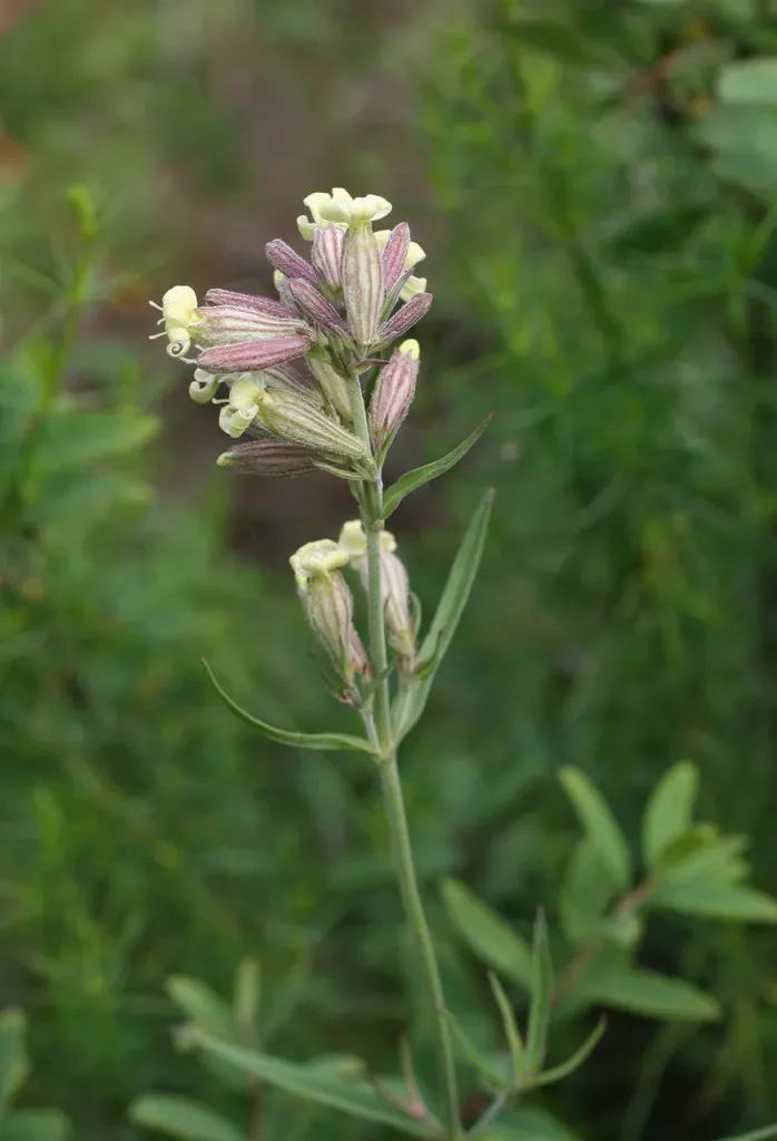Silene Amoena