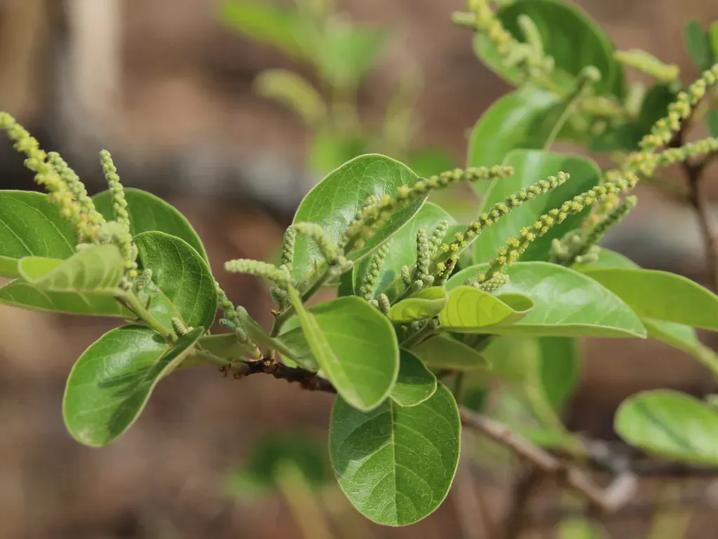 Antidesma Ghaesembilla