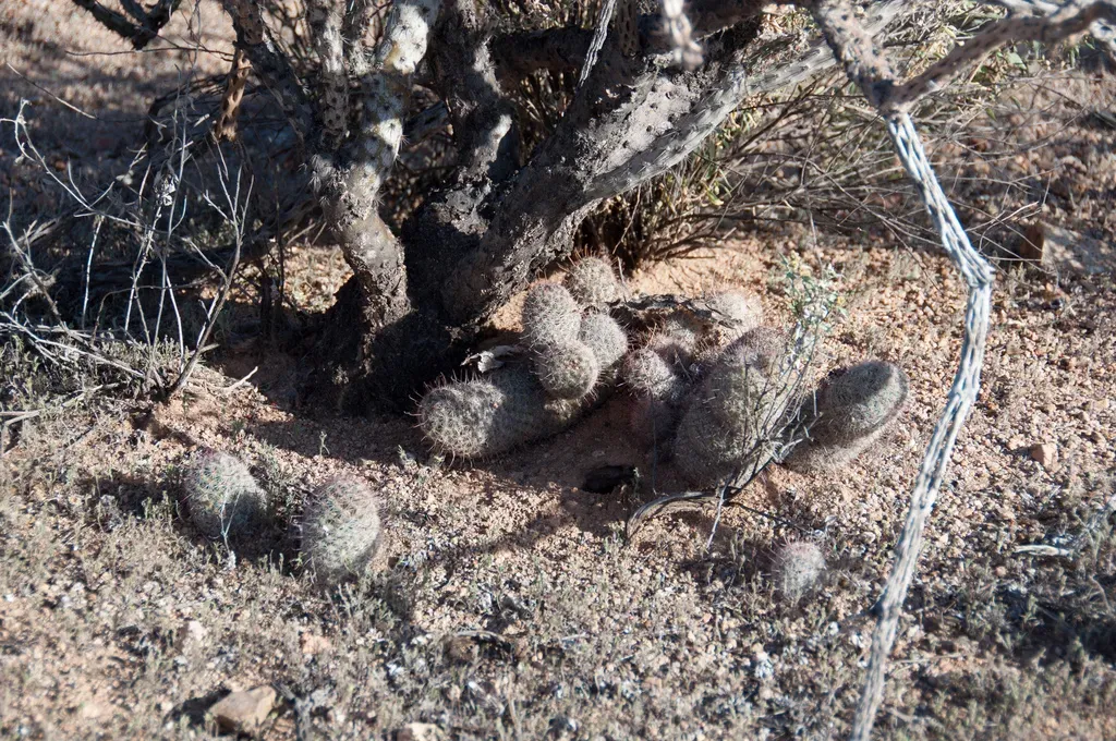 Arizona Fishhook Cactus